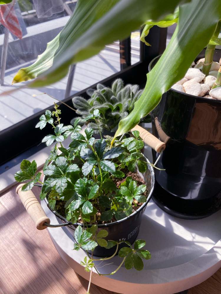 シュガーバインの投稿画像 By Miさん ドラセナとプリムリナ リトルドラゴンと新しい仲間と生命力と植物のある暮らしとグリーンのある暮らしと日向ぼっこーズとプリムリナ属と初心者とプリムリナ リトルドラゴンと観葉植物初心者とドラセナ属と可愛い葉っぱと観葉植物の