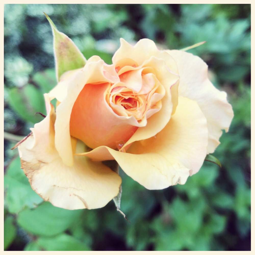 の画像 by シュウさん | 庭のはなとバラのある暮らしと庭のかたすみと庭のばらと花のある暮らしとバラを楽しむ