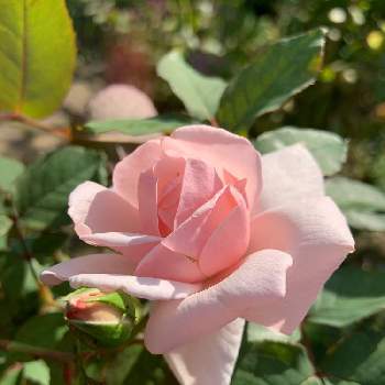 つるバラ ニュードーンの投稿画像一覧 Greensnap グリーンスナップ つるバラ ニュードーンの投稿画像一覧 Greensnap グリーンスナップ