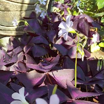 オキザリス トリアングラリス 紫の舞の投稿画像一覧 Greensnap グリーンスナップ