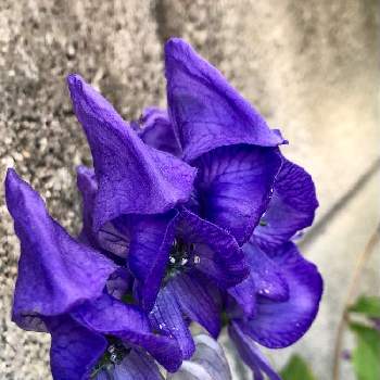 蜜な庭♥︎の画像 by カンパニュラさん | 小さな庭とトリカブトと蜜な庭♥︎と狭い庭ときれいな色と青紫の花と咲いた❤と紫の花と地植え