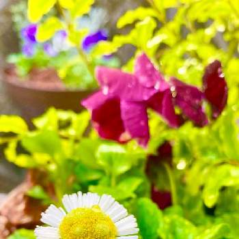 植栽管理の画像 by 木香-mokka-さん | 小さな庭とデージーとパンジーと剪定と植栽管理と松山市とガーデニングと花のある暮らしとお庭作り