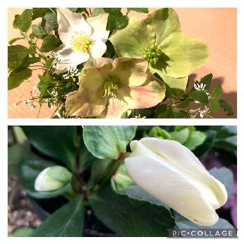 秋冬花壇の投稿画像一覧 Greensnap グリーンスナップ
