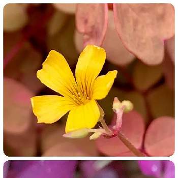 オキザリス 黄昏の画像 by tazさん | 小さな庭とオキザリス　トリアングラリス　紫の舞とオキザリス 黄昏と観葉植物と今日のお花