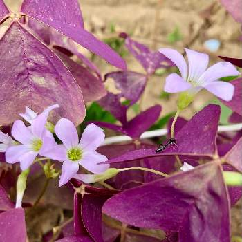 紫の葉っぱの画像 by カンパニュラさん | 小さな庭とオキザリスとピンクの花と紫の葉っぱと今日のお花