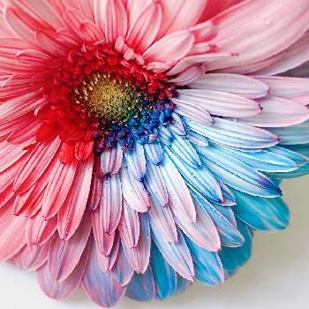 剪定した花の画像 by GARDEN LIFEさん | ガーベラと花のある暮らしと剪定した花と花のある生活