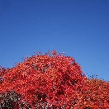 イロハモミジの紅葉の画像 by すなめりさん | モミジとイロハモミジの紅葉