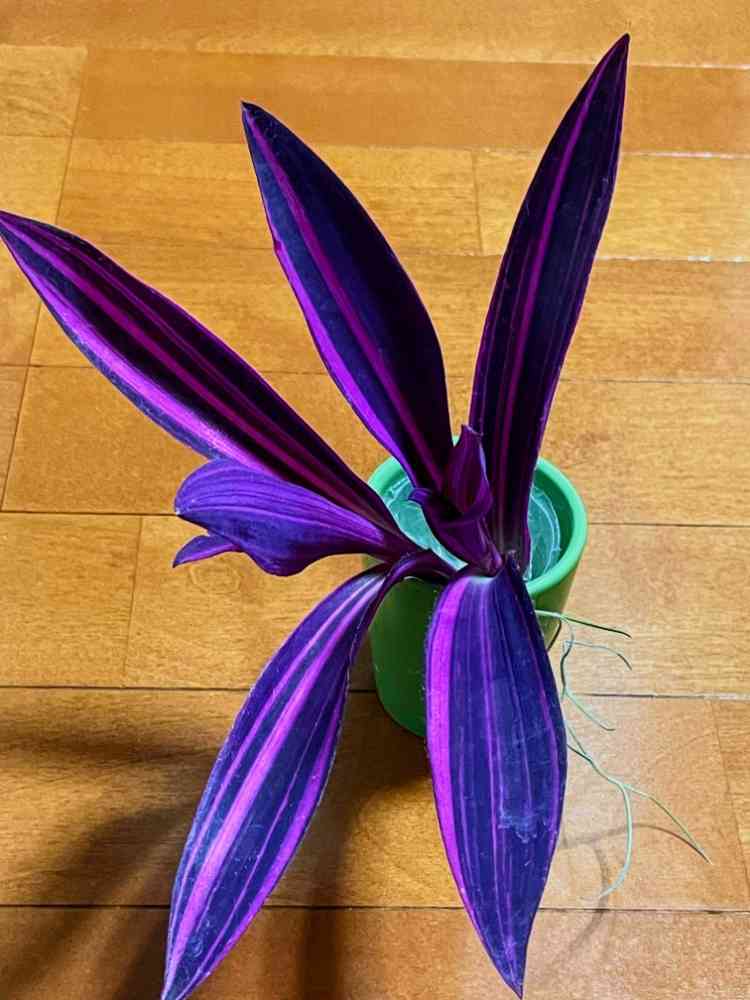 斑入りムラサキゴテンの一覧｜🍀GreenSnap（グリーンスナップ）