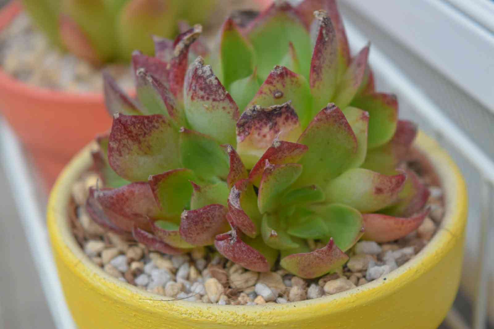 お取り置き　多肉植物　ヤンジン錦　抜き苗 ヤンジン♡の一覧｜🍀GreenSnap（グリーンスナップ）