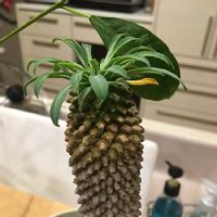 ソテツキリン パイナップルコーン の育て方 水やり頻度は置き場所は Greensnap グリーンスナップ