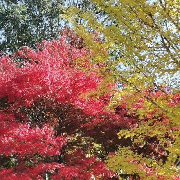 秩父ミューズパークの画像 by リリーさん | お出かけ先といちょうとモミジと癒やされると美しい葉と紅葉（こうよう）と秩父ミューズパークと爽やかと美しい✨✨と花のある暮らし