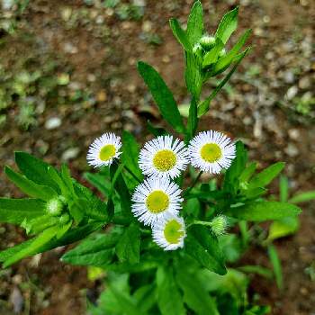 雑草の花の投稿画像一覧 Greensnap グリーンスナップ