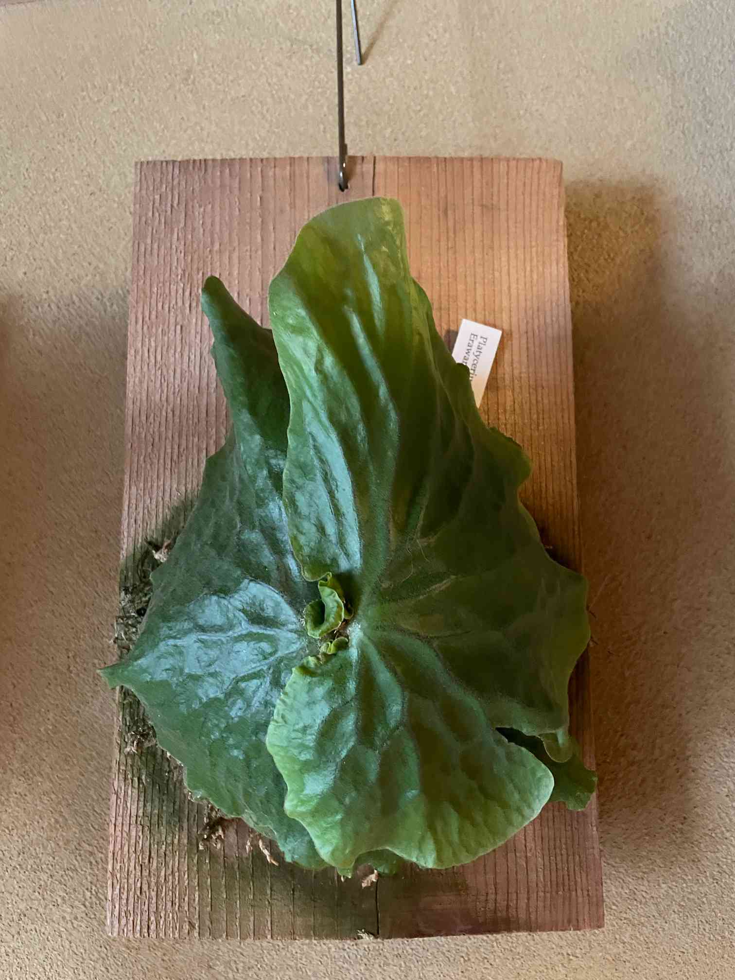 暴れエラワン成長記（随時更新）｜🍀GreenSnap（グリーンスナップ）