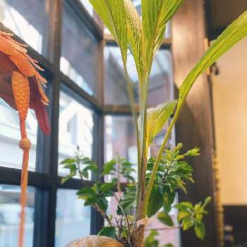 ココヤシの画像 by Pollyさん | お出かけ先と観葉植物とココヤシと喫茶店と#秋来たぞ