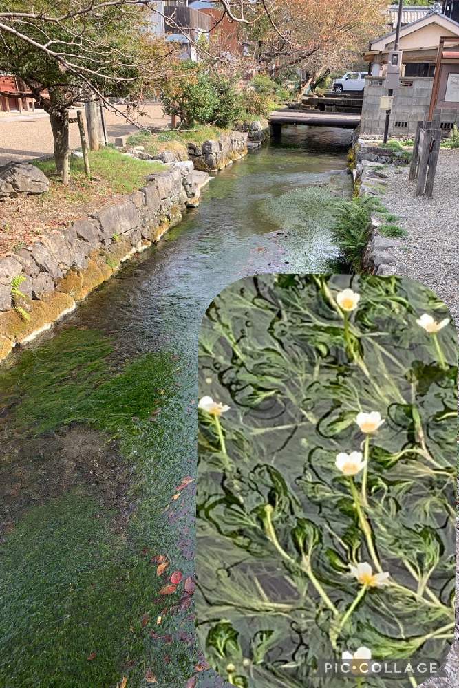 梅花藻の投稿画像 By ケントさん 白い花と水中花とちっちゃいものクラブと白い花と水中花とちっちゃいものクラブ 21 月10月29日 Greensnap グリーンスナップ Greensnap グリーンスナップ