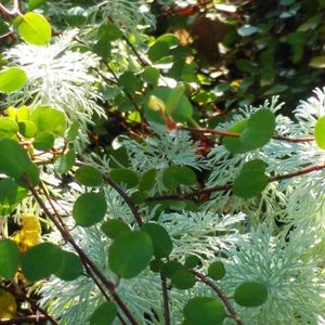 山野草,屋上庭園,お出かけ先にて,自然大好き,草花大好きの画像