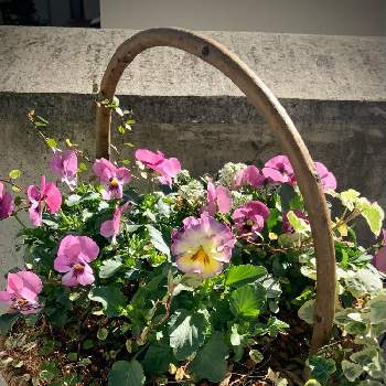 ヘデラ 雪ほたるの投稿画像一覧 Greensnap グリーンスナップ