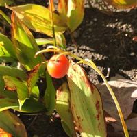 スズラン 鈴蘭 の育て方 球根や開花株の植え方は 植え替え時期はいつ Greensnap グリーンスナップ スズラン 鈴蘭 の育て方 球根や開花株の植え方は 植え替え時期はいつ Greensnap グリーンスナップ