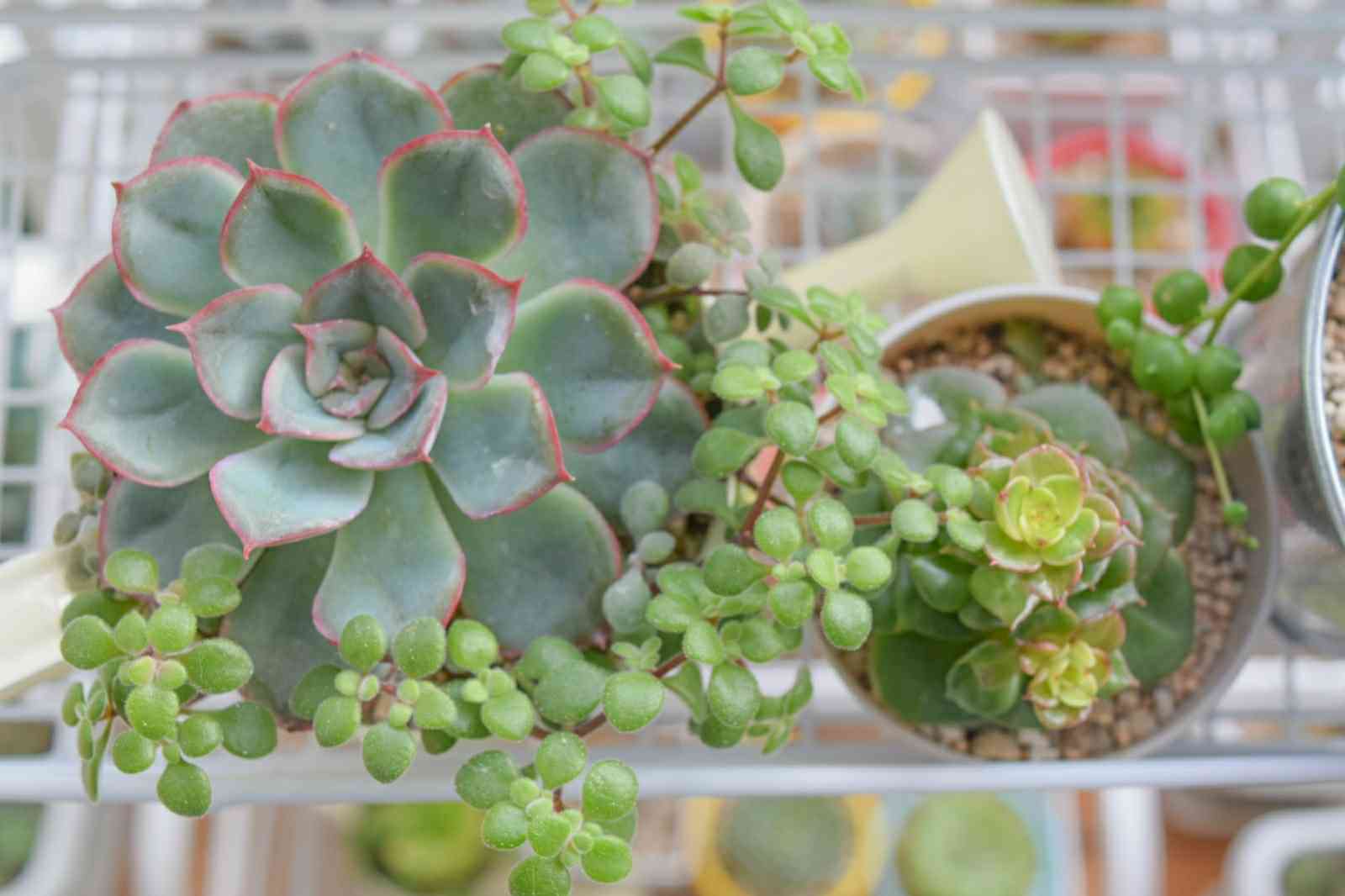 ヤンジン♡の一覧｜🍀GreenSnap（グリーンスナップ）