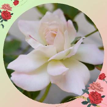 バラの新苗の画像 by IKUMAMAさん | 小さな庭とカワイイ～☺️と咲いてくれてありがとう❤とおうち園芸と鉢植えのバラとバラの新苗とアイスバーグ♡とバラ・ミニバラとバラを楽しむ