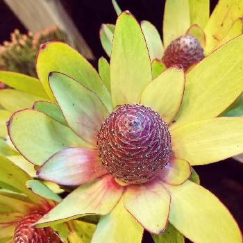 大きな花の投稿画像一覧 Greensnap グリーンスナップ