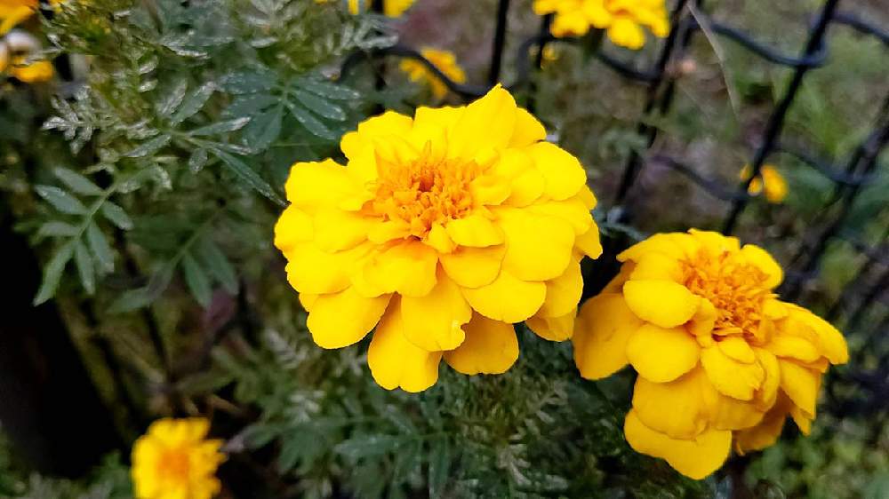 マリーゴールドの投稿画像 By 小山紀彦さん 名前を教えて と今日のお花ときいろいお花とお花と道端 21月10月29日 Greensnap グリーンスナップ