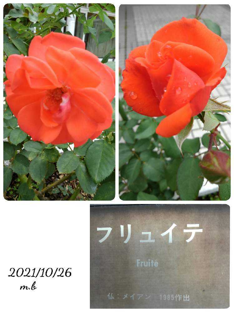 兵庫県立播磨中央公園のバラ園｜🍀GreenSnap（グリーンスナップ）