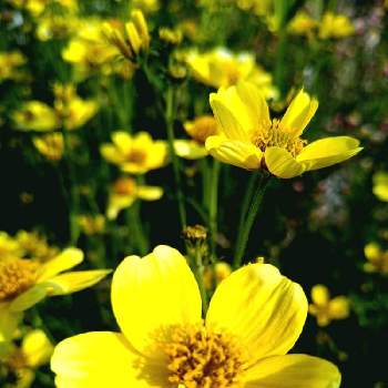 メキシコ原産の投稿画像一覧 Greensnap グリーンスナップ