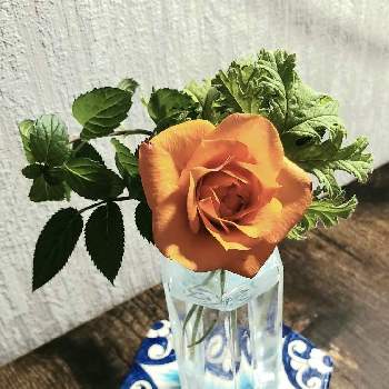 食卓に花の画像 by 手舞足踏～SYUBSOKUTOU～さん | 部屋とゼラニウムとミントとミニバラとオレンジ色の花と食卓に花