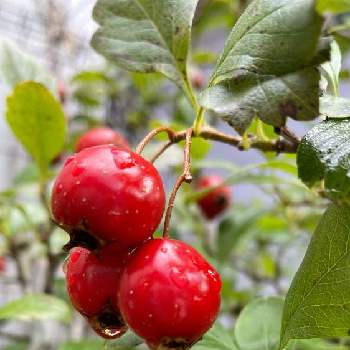 ルビーサンザシの投稿画像一覧 Greensnap グリーンスナップ