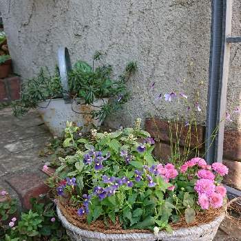 ベロニカシャーロッテの投稿画像一覧 Greensnap グリーンスナップ