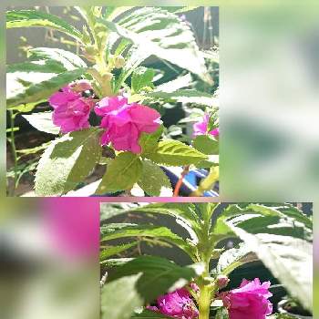 ホウセンカの投稿画像一覧 Greensnap グリーンスナップ