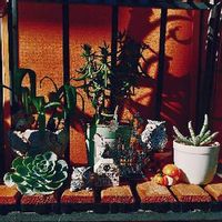 テトラゴナの育て方 日当たりや水やり加減 植え替え方法は Greensnap グリーンスナップ