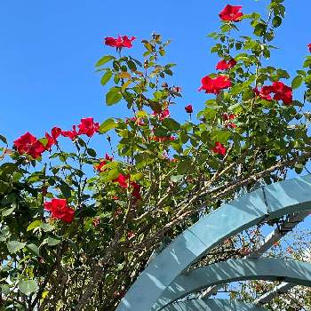 ツルバラの画像 by シクラメンさん | 車庫とツルバラとアンクル・ウォルターとバラ園とばら バラ 薔薇とお花とグリーンのある暮らしと花のある暮らしと青空に映えるとバラを楽しむと赤いバラ