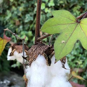 綿の木の画像 by Cimarronさん | お出かけ先と綿の木と可愛い野草/雑草と可愛い果実/種子