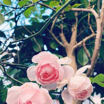 ラブリーメイアン薔薇の画像 by エリカさん | 小さな庭とスマホ撮影と薔薇愛同盟と房咲きとありがとう❤️とおうち園芸とラブリーメイアン薔薇と秋薔薇とナチュラルスタイルと花のある暮らしとかわいいな♡