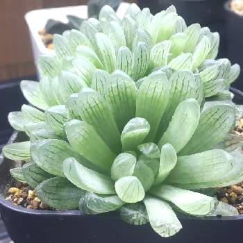 シンビフォルミス グラキリデリネアータの投稿画像一覧 Greensnap グリーンスナップ シンビフォルミス グラキリデリネアータの投稿画像一覧 Greensnap グリーンスナップ