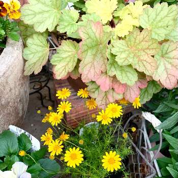 ヒューケラ寄せ植えの画像 by コキリさんちの庭 ②さん | 小さな庭とヒューケラとダールベルグ・デージーとヒューケラ♪と寄せ植えとヒューケラ寄せ植えとこんな時こそ花をとコロナに負けるな！と綺麗な紅葉とGSに感謝。と花のある暮らし