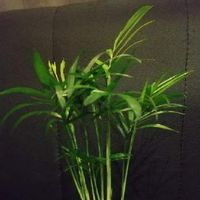 テーブルヤシの育て方 植え替えや剪定 水やりの仕方は 増やし方は簡単 Greensnap グリーンスナップ テーブルヤシの育て方 植え替えや剪定 水やりの仕方は 増やし方は簡単 Greensnap グリーンスナップ