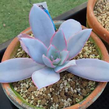 白い多肉の投稿画像一覧 Greensnap グリーンスナップ