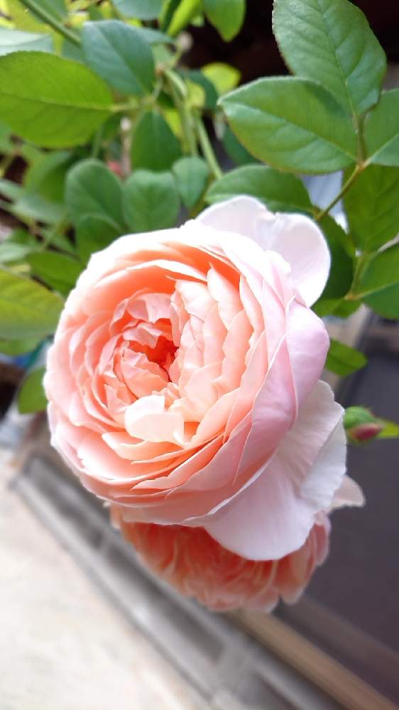 広い庭の画像 by ひろゆきさん | 広い庭とアンブリッジ・ローズとばら バラ 薔薇とおうち園芸と庭のばらとばら 薔薇 バラとバラ薔薇ばらら～❤️とばらの香り