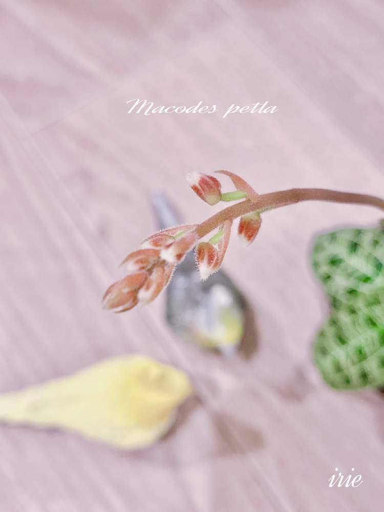 マコデス ペトラの投稿画像 By アィリィさん ジュエルオーキッドと観葉植物と宝石蘭と葉脈とつぼみと緑のある暮らしと成長記録と可愛い 21月10月29日 Greensnap グリーンスナップ