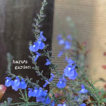 ブルーとパープルのお花♪♪の画像 by はる♪さん | はる♪花壇とサルビア アズレア☆と小花会とおうち園芸とガーデニングとリーフ好きﻌﻌ♥と花のある暮らしとブルーとパープルのお花♪♪