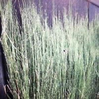 トクサ 木賊 の育て方 剪定や挿し木 株分けの方法は Greensnap グリーンスナップ トクサ 木賊 の育て方 剪定や挿し木 株分けの方法は Greensnap グリーンスナップ