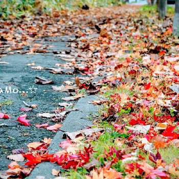 秋雨の画像 by piaMo☆さん | お出かけ先とLove Hokkaido♡と街路樹の紅葉♡と通勤路も紅葉シーズンと紅葉シーズンと秋雨