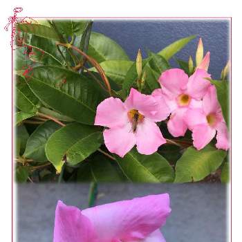 マンデビラ サンパラソルの画像 by chayoさん | 小さな庭とマンデビラ サンパラソルと可愛いとピンクの花と花のある暮らしとおうち園芸