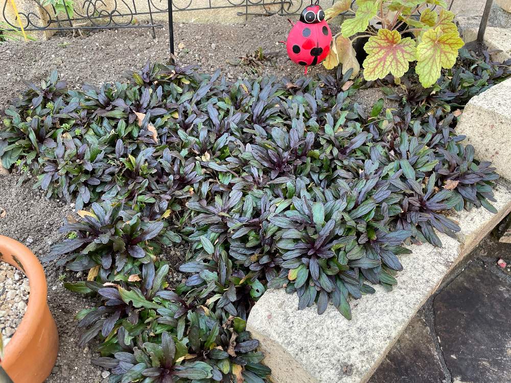 アジュガの投稿画像 By うみさん 我が家の花達とシェードガーデンと癒しとおうち園芸と植中毒と可愛いと元気に育ててますよと花のある暮らしと日陰の庭 21月10月29日 Greensnap グリーンスナップ