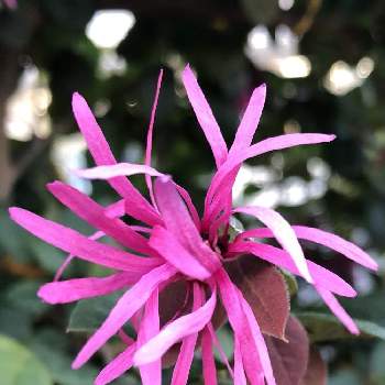 トキワマンサクの花の画像 by シナモンさん | お出かけ先とベニバナトキワマンサク。とお花大好き♡とトキワマンサクの花とお花のある暮らしとピンク色の花