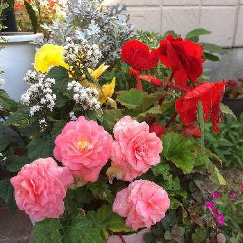 球根ベゴニア フォーチュンの投稿画像一覧 Greensnap グリーンスナップ