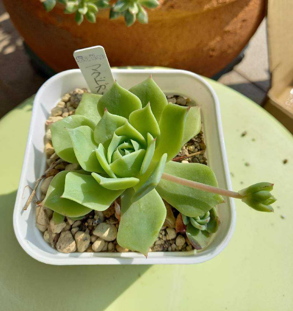 393🌹マクドガリーワイルドリーフ 広葉マクドガリー｜🍀GreenSnap